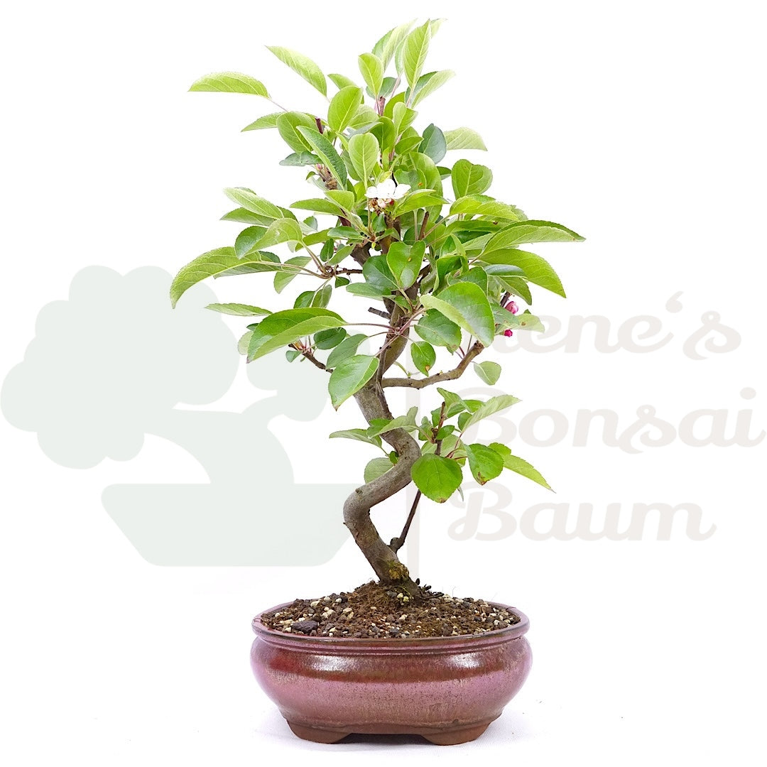Zierapfel 'Malus spec.'