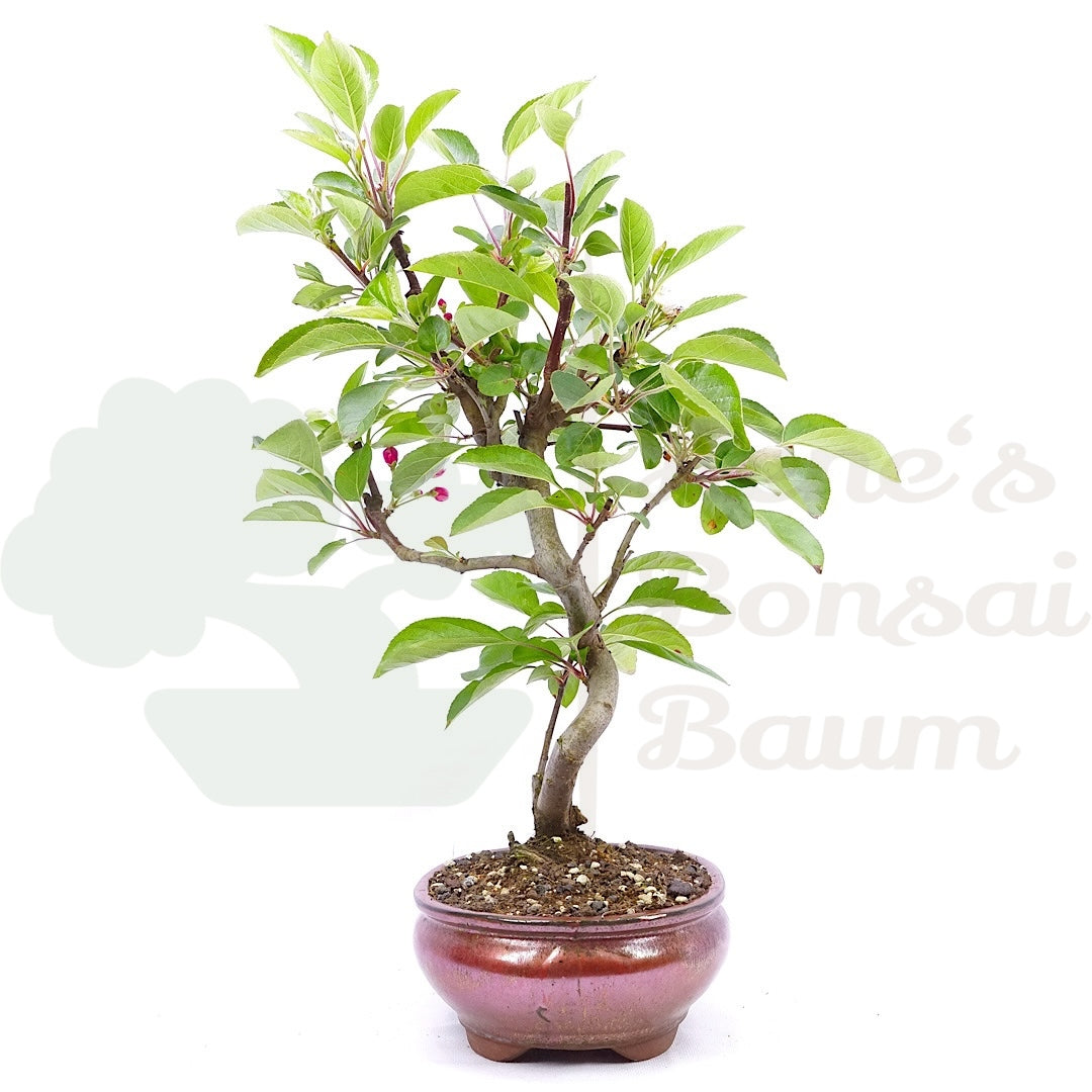 Zierapfel 'Malus spec.'