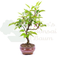 Zierapfel 'Malus spec.'