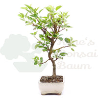 Zierapfel 'Malus spec.'