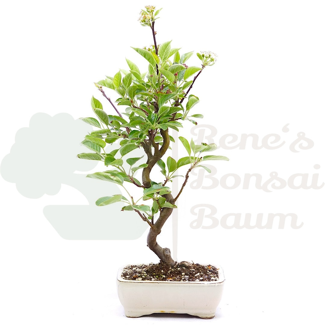 Zierapfel 'Malus spec.'