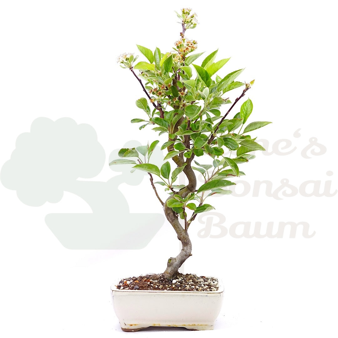 Zierapfel 'Malus spec.'