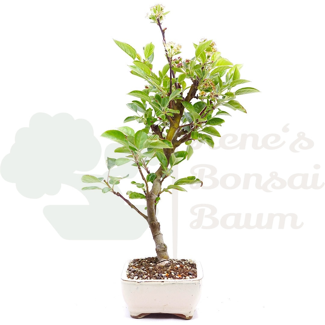 Zierapfel 'Malus spec.'
