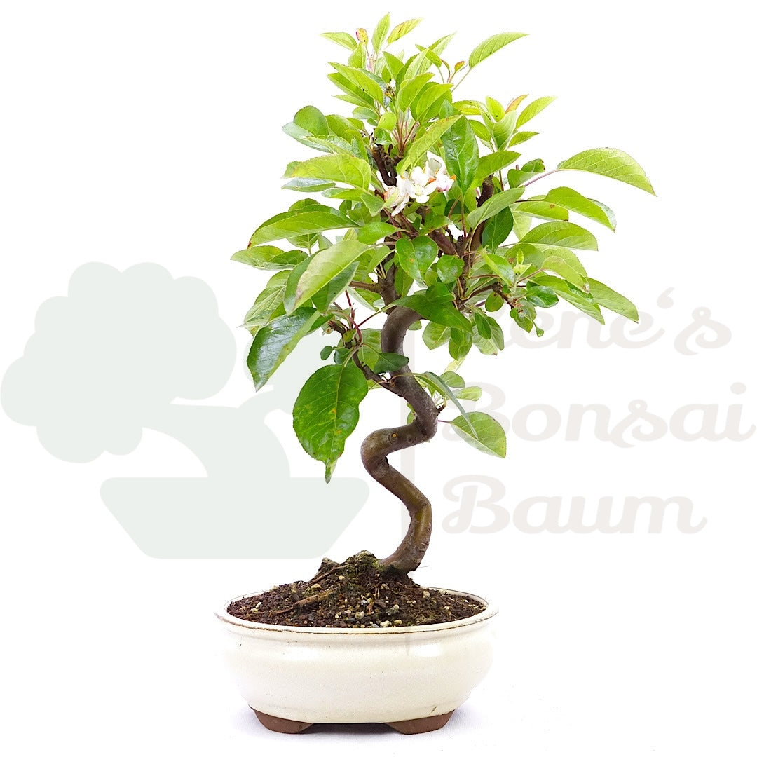 Zierapfel 'Malus spec.'