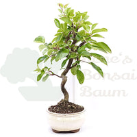 Zierapfel 'Malus spec.'
