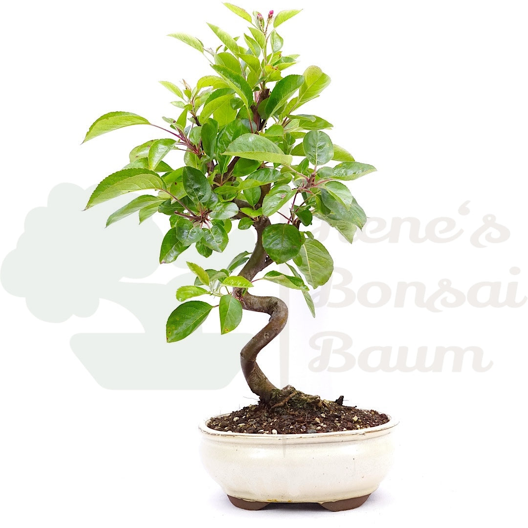 Zierapfel 'Malus spec.'