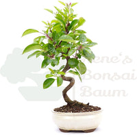 Zierapfel 'Malus spec.'