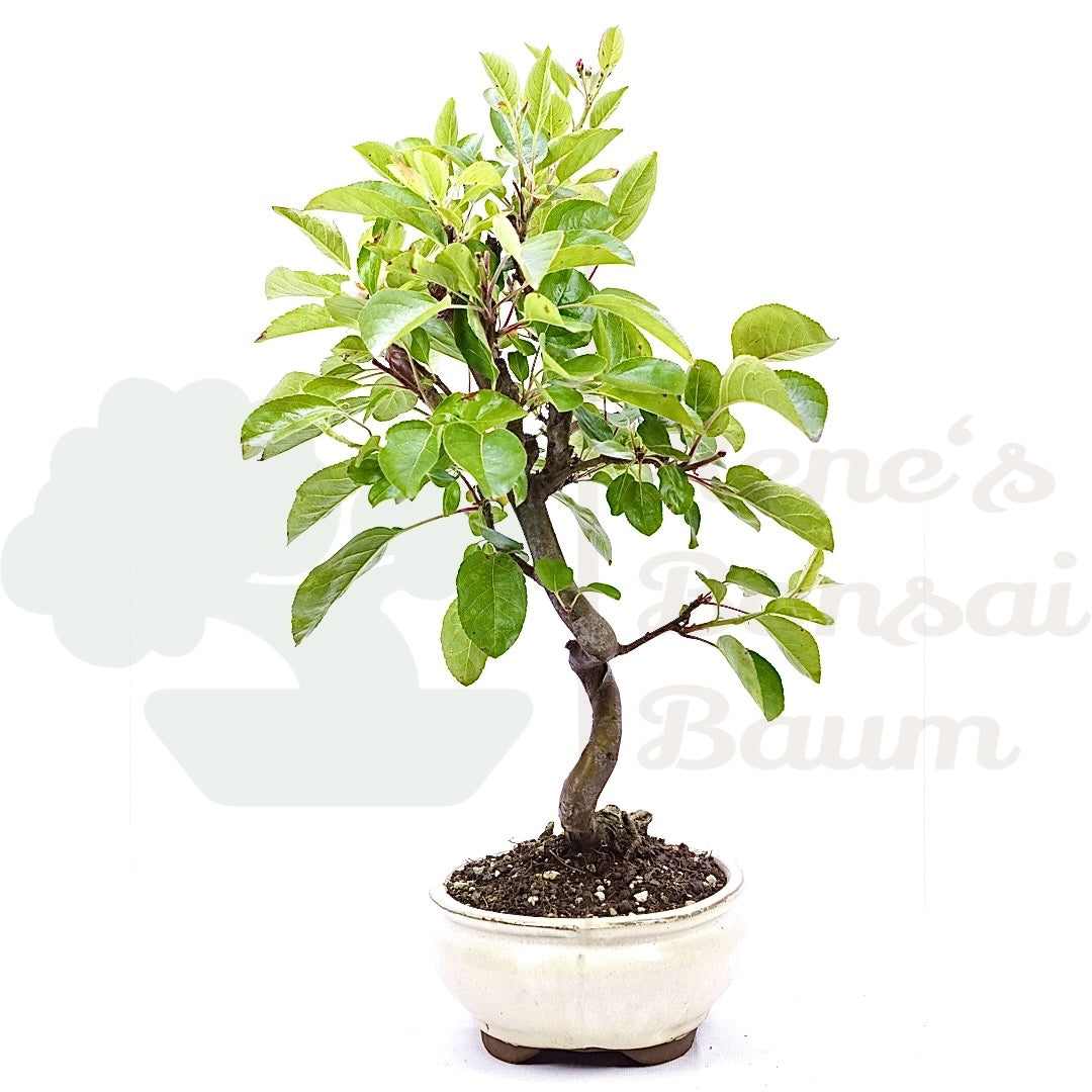 Zierapfel 'Malus spec.'