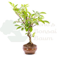 Zierapfel 'Malus spec.'