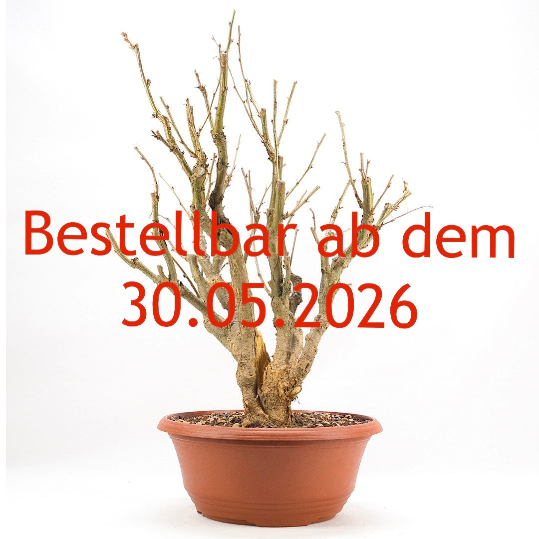 Erbsenstrauch 'Caragana'