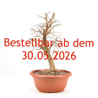 Schwarzdorn 'Prunus spinosa'