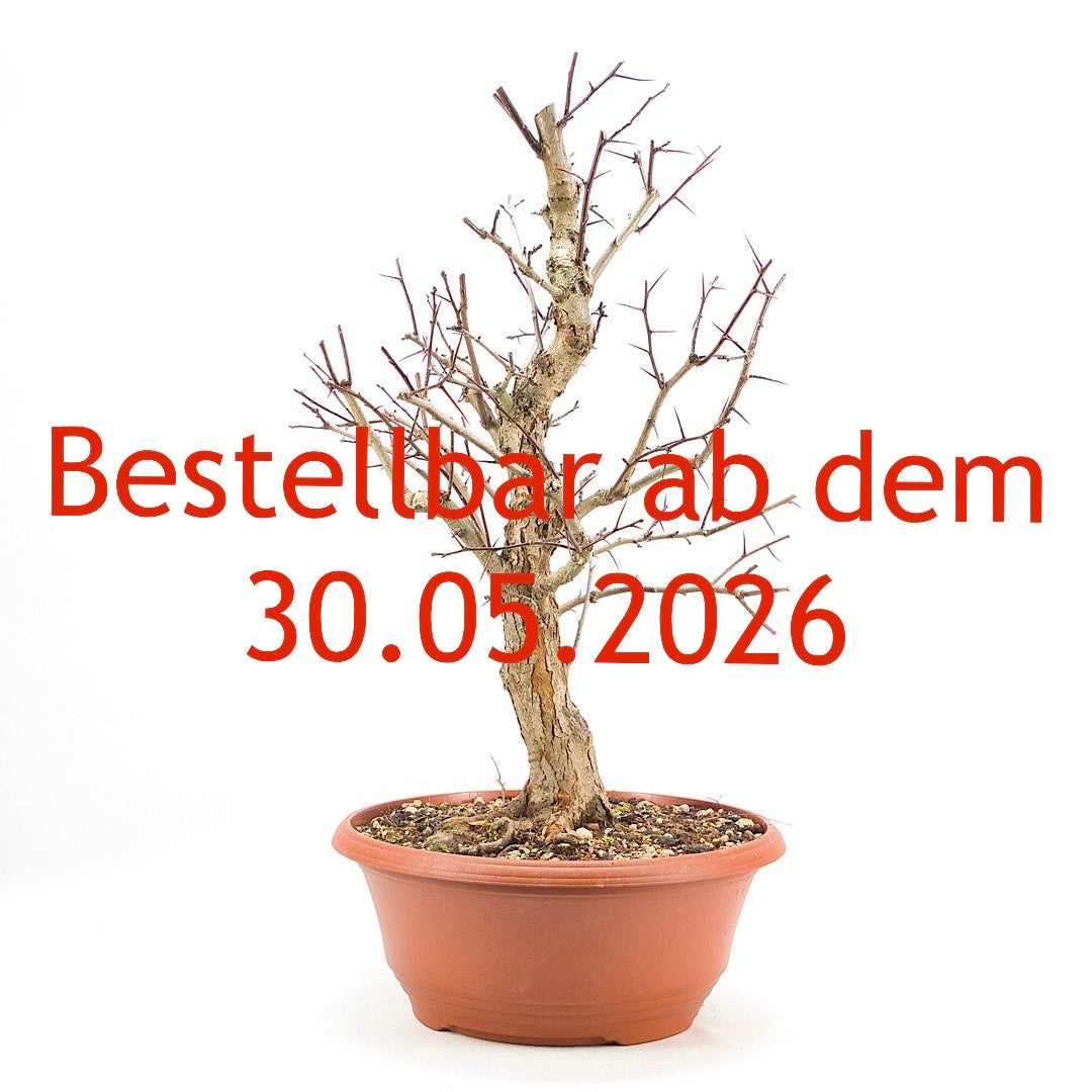 Pflaumenblättriger Weißdorn 'Crataegus x prunifolia'