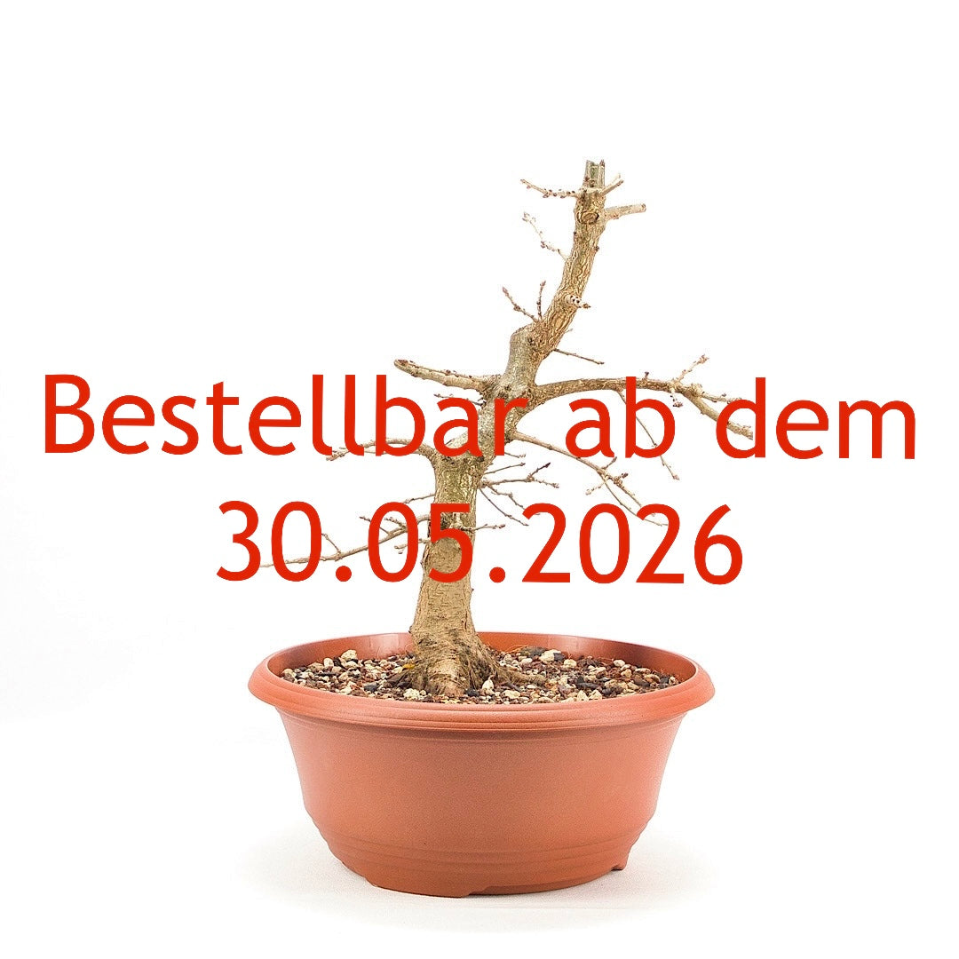 Stileiche 'Quercus robur'