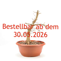 Stileiche 'Quercus robur'