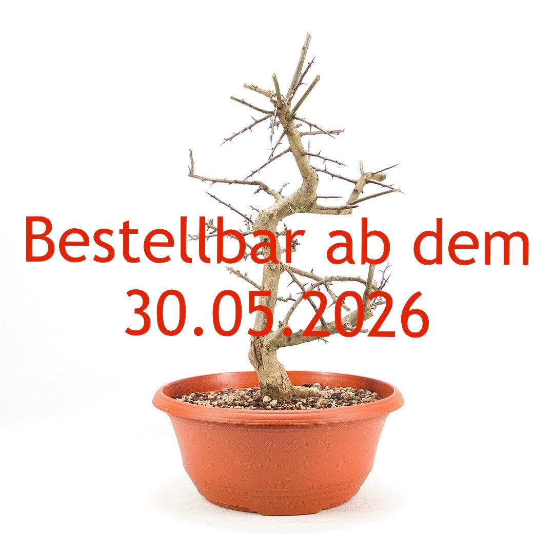 Ungefüllter Rotdorn 'Crataegus cuneata'