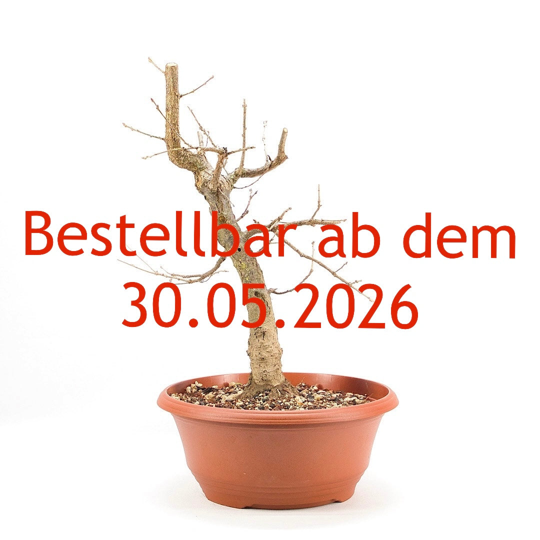 Stileiche 'Quercus robur'