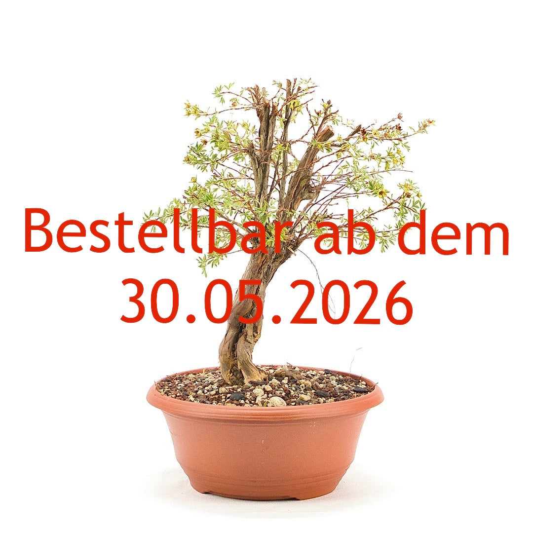 Gelber Fingerstrauch 'Potentilla fruticosa'