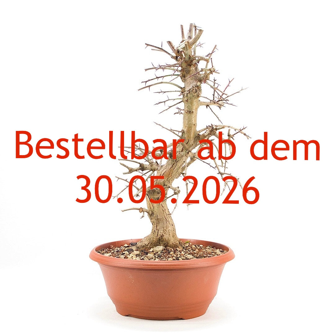 Zweigrifflige Weißdorn 'Crataegus laevigata'