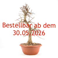 Zweigrifflige Weißdorn 'Crataegus laevigata'