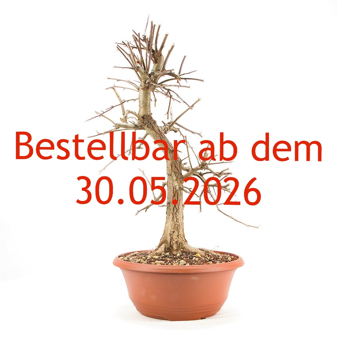 Zweigrifflige Weißdorn 'Crataegus laevigata'