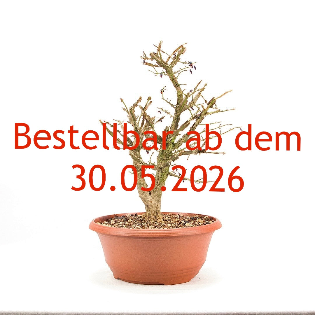 Korkspindelstrauch 'Euonymus alatus'