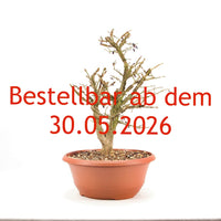 Korkspindelstrauch 'Euonymus alatus'