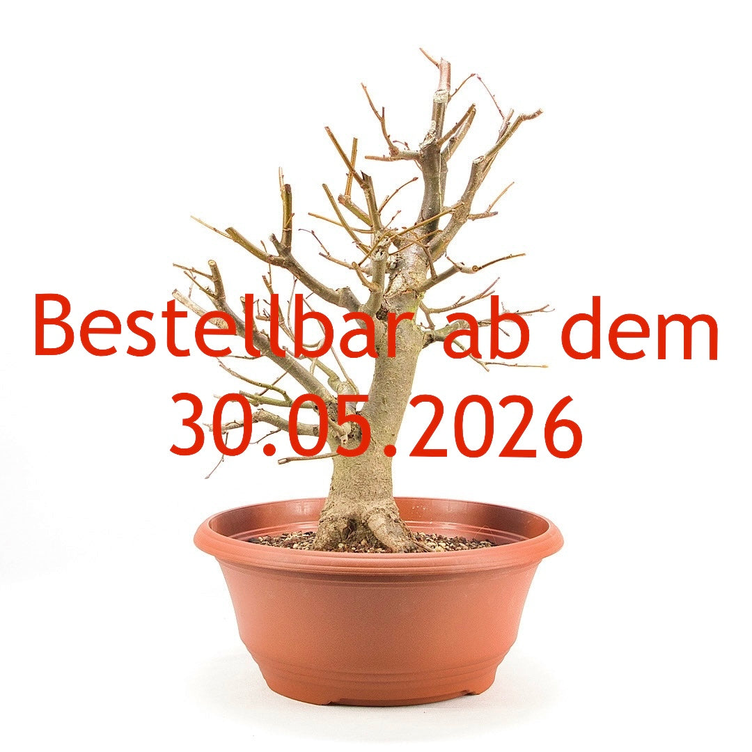 Winterlinde 'Tilia cordata'