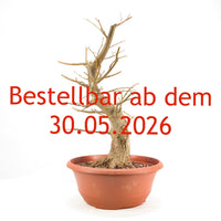 Winterlinde 'Tilia cordata'