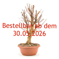 Gelber Fingerstrauch 'Potentilla fruticosa'