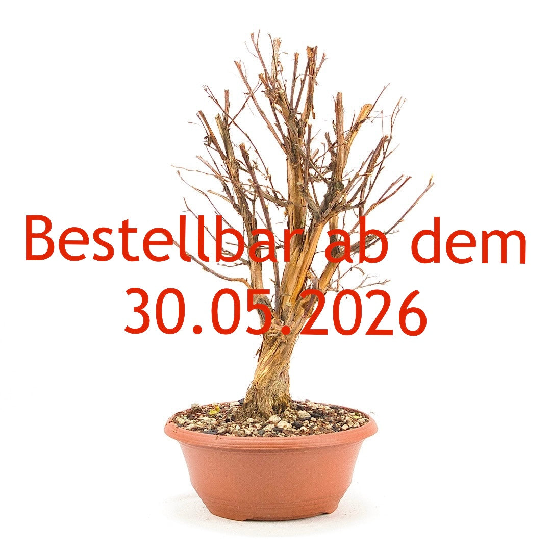 Gelber Fingerstrauch 'Potentilla fruticosa'