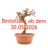 Gelber Fingerstrauch 'Potentilla fruticosa'