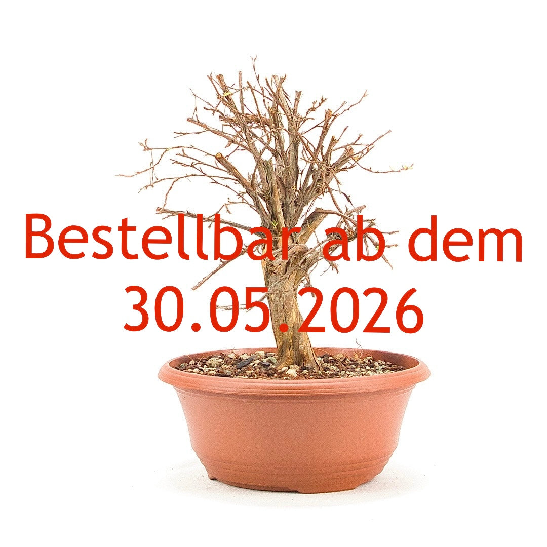 Rosa Fingerstrauch 'Potentilla fruticosa'