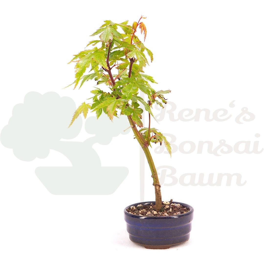 Fächer-Ahorn 'Acer palmatum 'Deshojo'