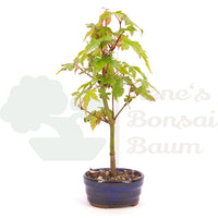 Fächer-Ahorn 'Acer palmatum 'Deshojo'