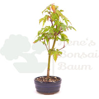 Fächer-Ahorn 'Acer palmatum 'Deshojo'