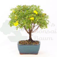 Fingerstrauch Gelb 'Potentille fruticosa'