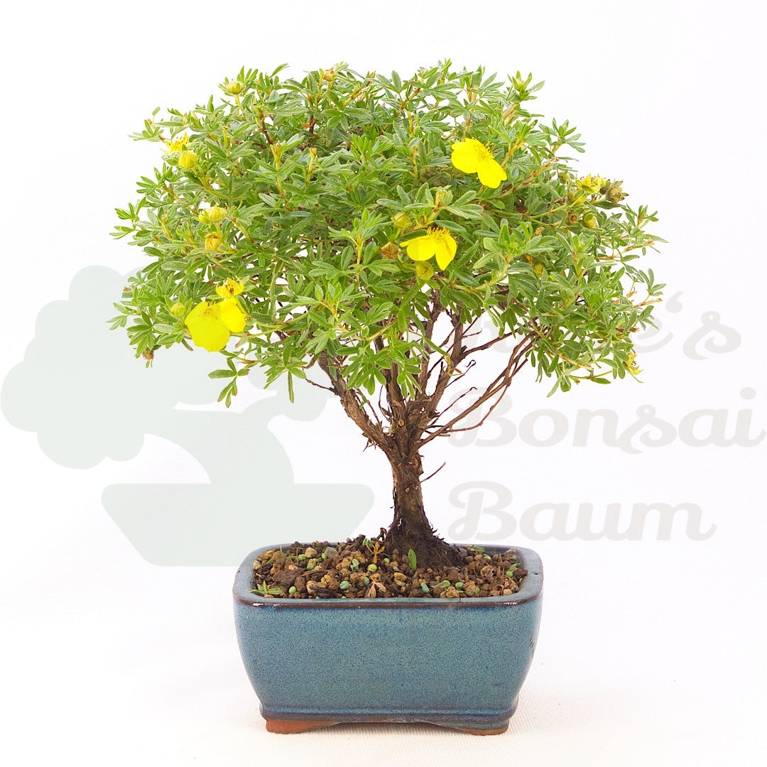 Fingerstrauch Gelb 'Potentille fruticosa'
