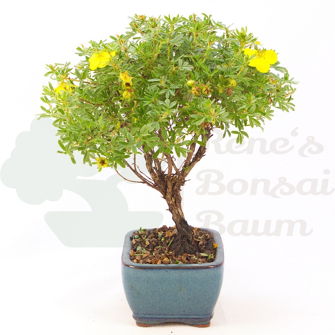 Fingerstrauch Gelb 'Potentille fruticosa'