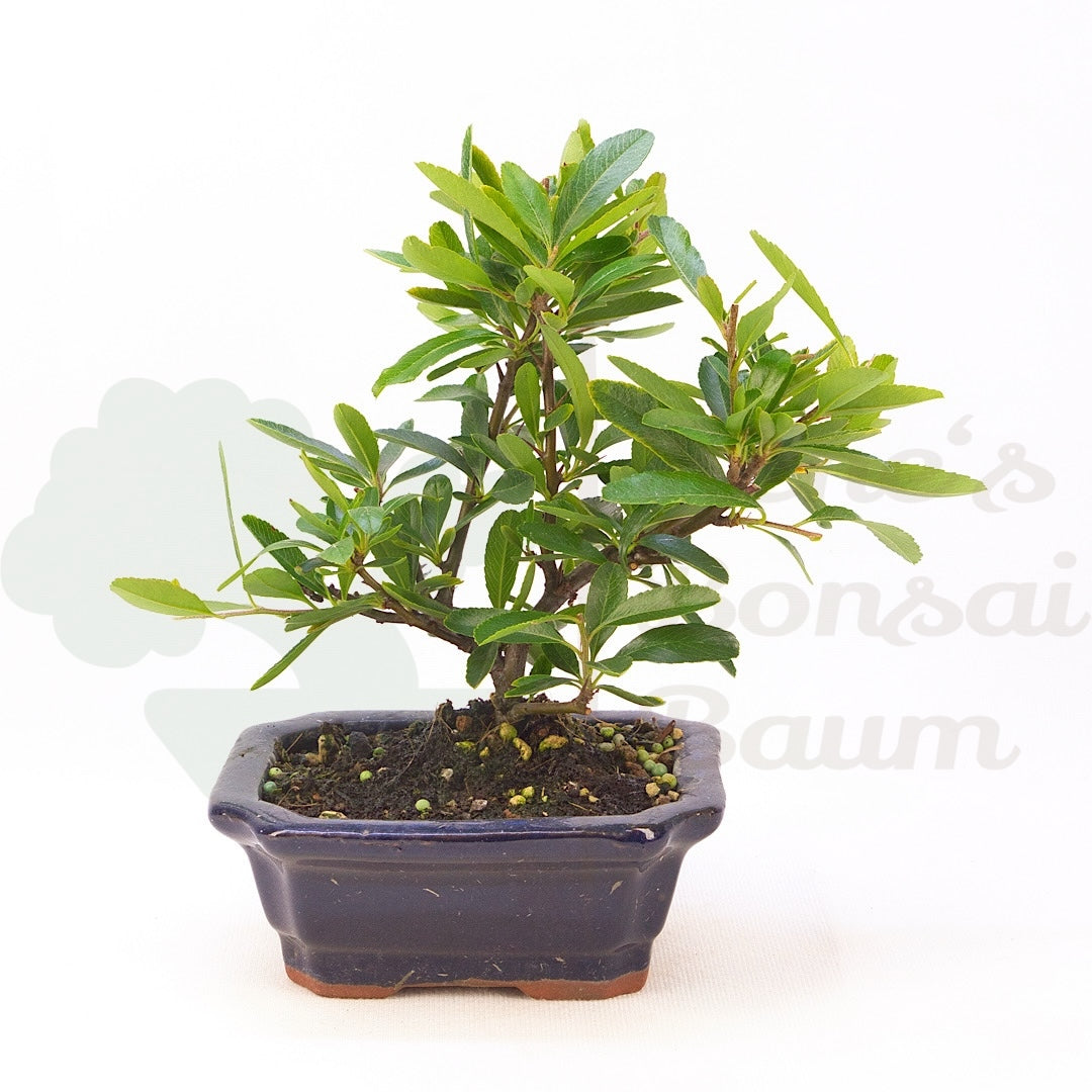 Schmalblättriger Feuerdorn 'Pyracantha angustifolia'