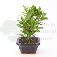 Schmalblättriger Feuerdorn 'Pyracantha angustifolia'