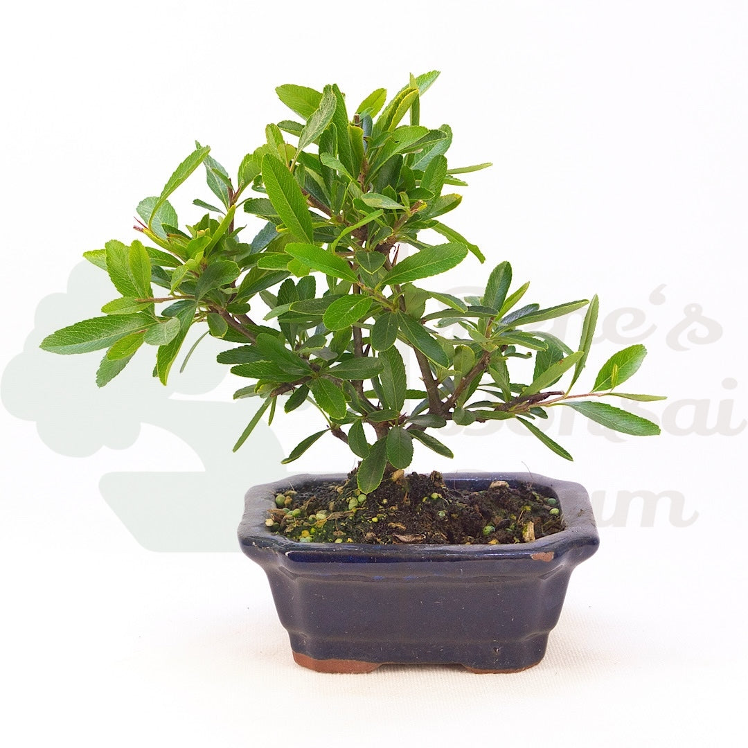 Schmalblättriger Feuerdorn 'Pyracantha angustifolia'