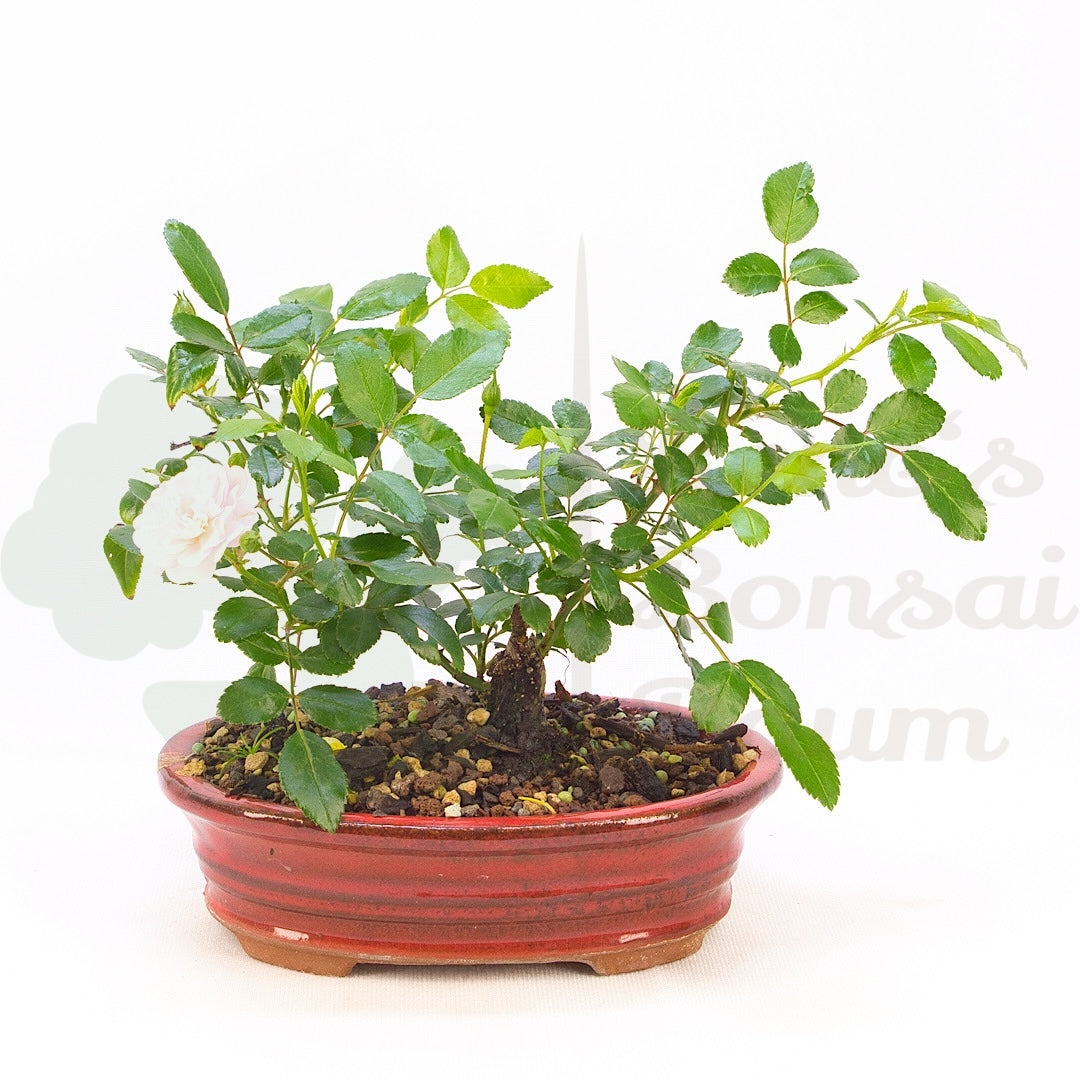 Zwerg-Rose 'Rosa spec.'