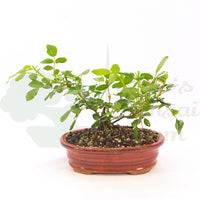 Zwerg-Rose 'Rosa spec.'