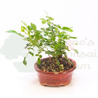 Zwerg-Rose 'Rosa spec.'