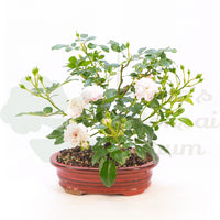 Zwerg-Rose 'Rosa spec.'