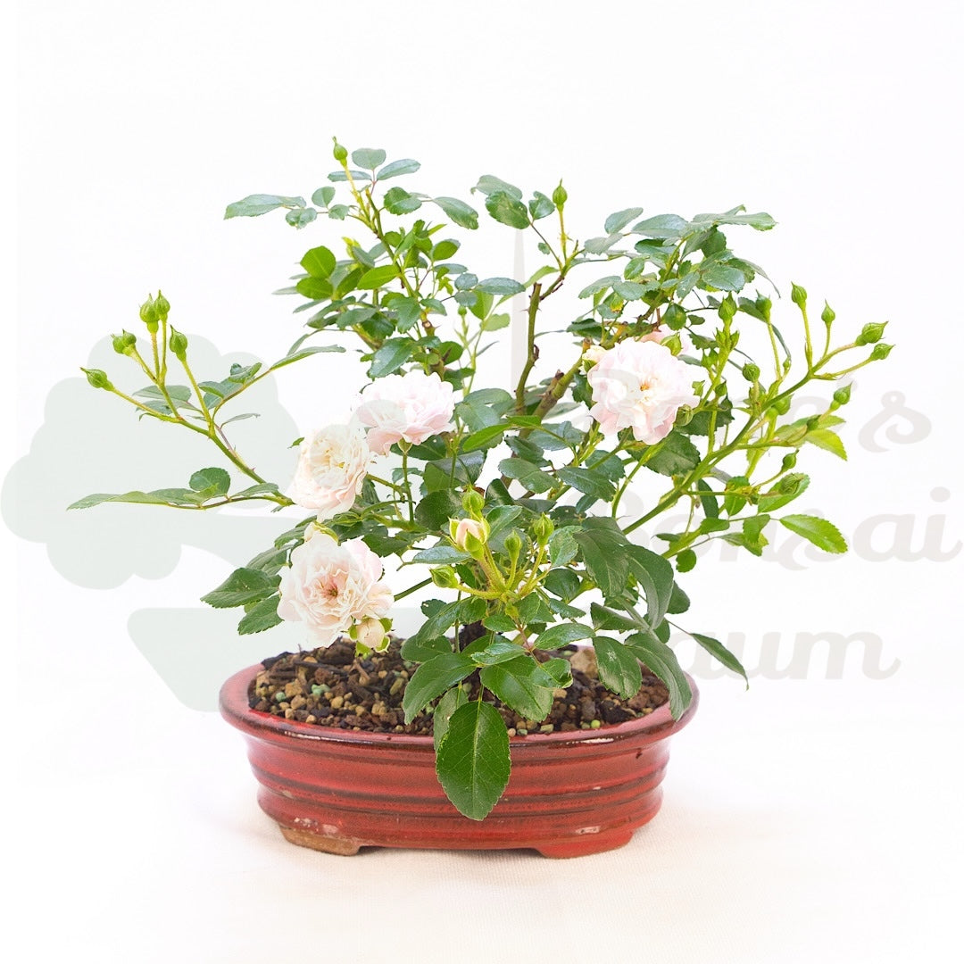 Zwerg-Rose 'Rosa spec.'