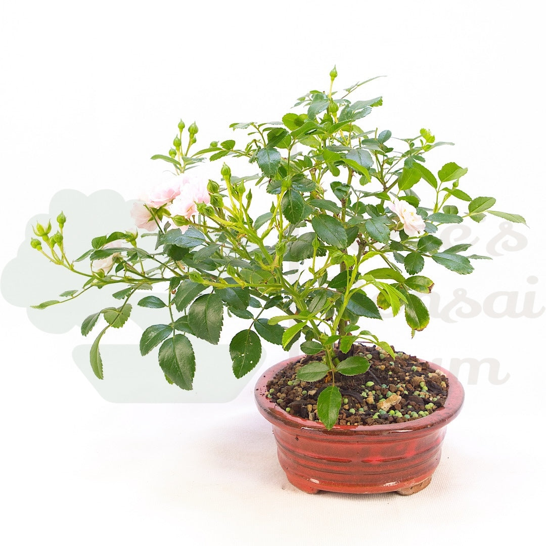 Zwerg-Rose 'Rosa spec.'