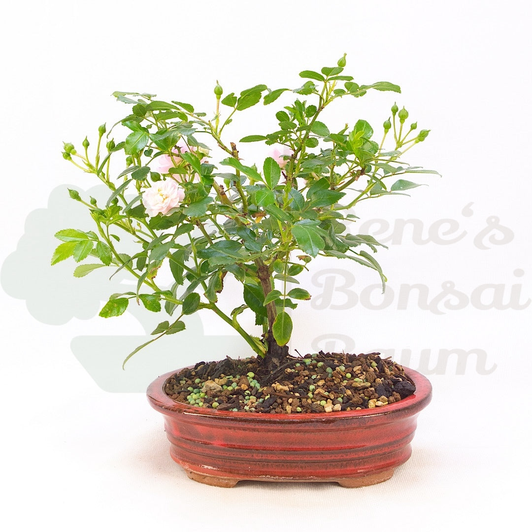 Zwerg-Rose 'Rosa spec.'