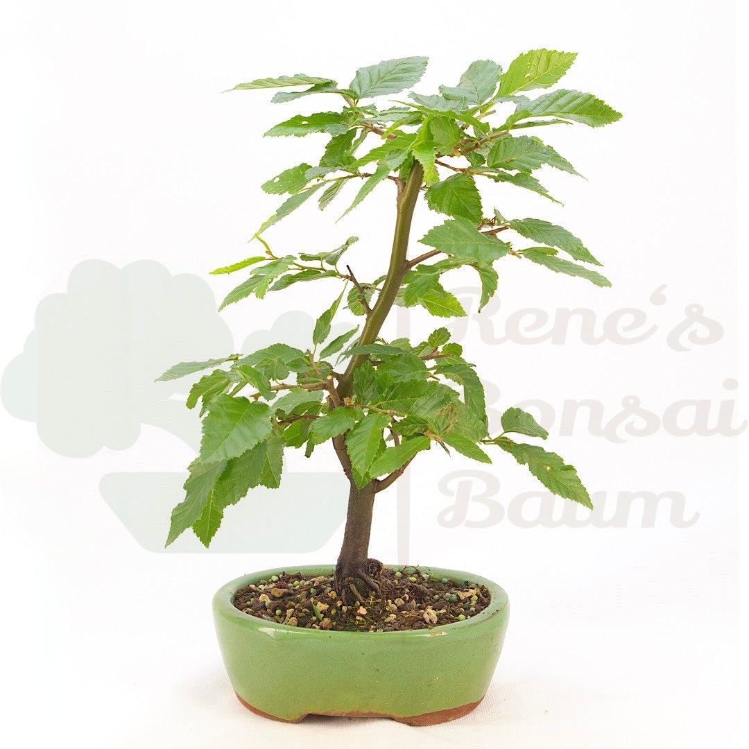 Hainbuche 'Carpinus betulus`