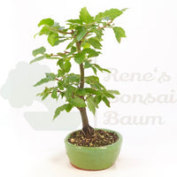 Hainbuche 'Carpinus betulus`